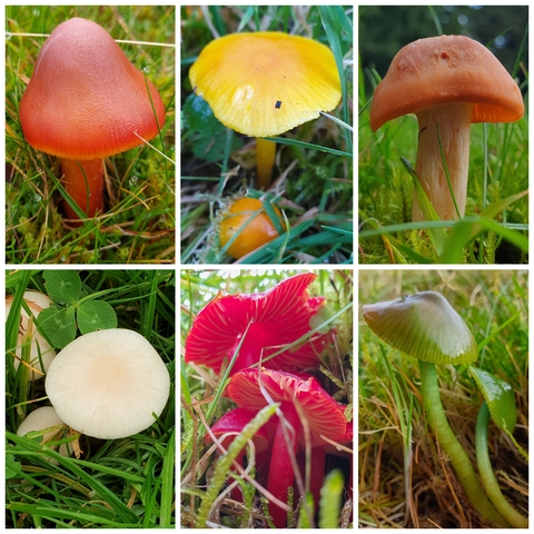 Photo montage of waxcap fungi copyright Tamasine Stretton