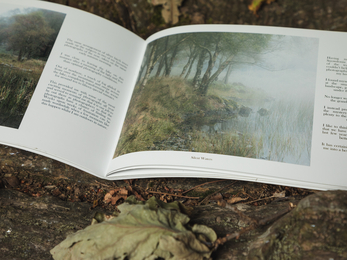 A photographic zine about trees open on top of a tree trunk, with autumn leaves
