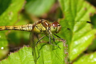 Close up of a female Common Darter dragonfly copyright Tamasine Stretton