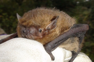 Soprano Pipistrelle copyright Daniel Hargreaves/Bat Conservation Trust