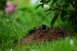 Mole emerging from molehill; Image by Ralf Siebeck from Pixabay