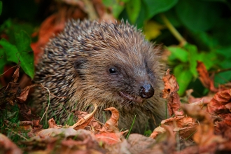 Hedgehog copyright Jon Hawkins - Surrey Hills Photography