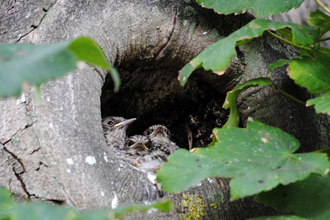 Spotted Flycatcher nestlings copyright Amy Lewis