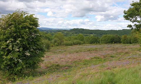 A view showing a flowering Hawthorn tree (white flowers), grassland and bracken, scattered with bluebells; there is a large woodland in the distance copyright Montgomeryshire Wildlife Trust/Tamasine Stretton