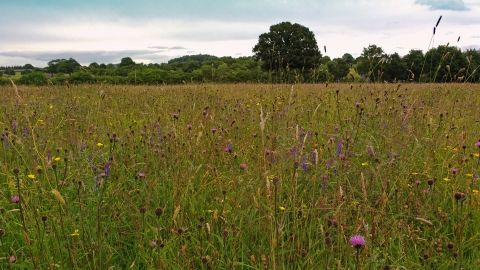 Meadow in full bloom at Montgomeryshire Wildlife Trust's Ty Brith Nature Reserve