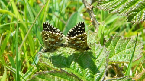 Grizzled Skippers mating at Llanymynech Rocks Nature Reserve