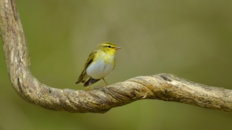Wood Warbler (Phylloscopus sibilatrix) in sessile oak forest Wales © Andy Rouse/2020VISION 