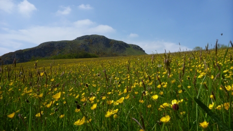 Meadow full of buttercups at Roundton Hill copyright MWT