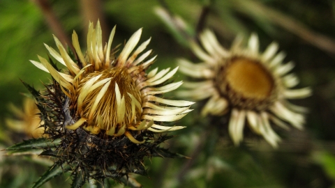 Carline Thistle; Image by summa from Pixabay