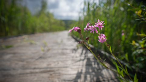 Red Campion growing out of boardwalk at Cors Dyfi Nature Reserve copyright MWT