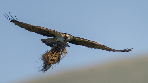 Osprey 3J carries nesting material at the Dyfi Osprey Project copyright MWT