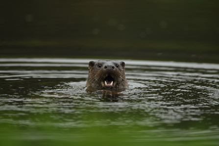 Close-up of otter in the water, its mouth open