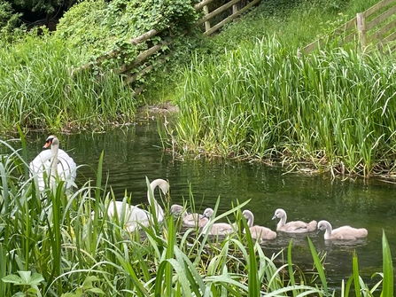A couple of Mute Swans on the canal with five cygnets