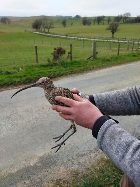 Curlew being held after being fitted with a radio tag