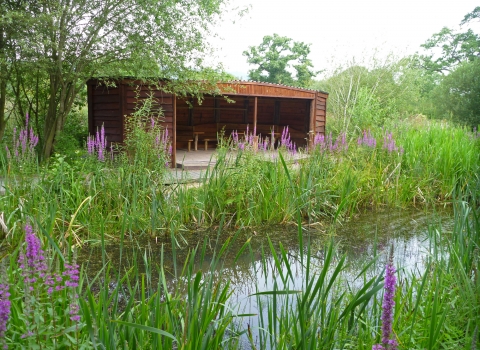 Llyn Coed y Dinas teaching area with Purple Loosetrife in flower copyright Montgomeryshire Wildlife Trust