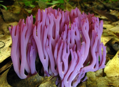 Violet Coral fungus Clavaria zollingeri This image was created by user Dan Molter (shroomydan) at Mushroom Observer, a source for mycological images. CC BY-SA 3.0 via Wikimedia Commons