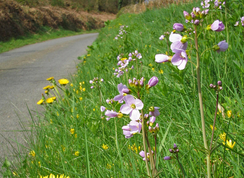 Flower-rich road verge with Cuckooflower & dandelions