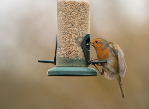 Robin perched on a bird feeder, eating seed