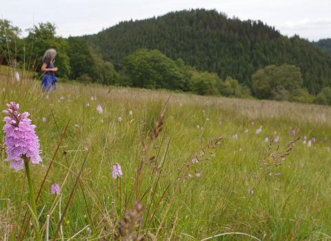 Dyfnant Meadows Nature Reserve, with a person in the background and an orchid in the foreground