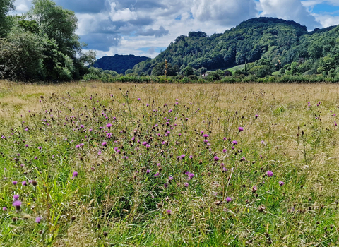 Red House Nature Reserve, with Knapweed in the foreground