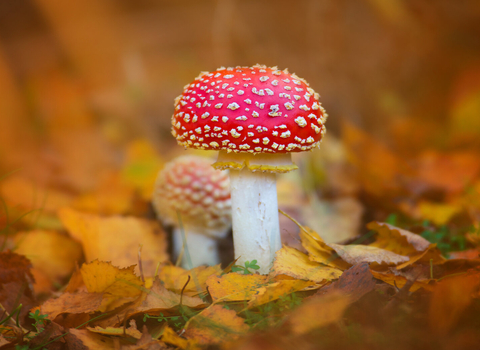 Fly Agaric fungi copyright Jon Hawkins - Surrey Hills Photography