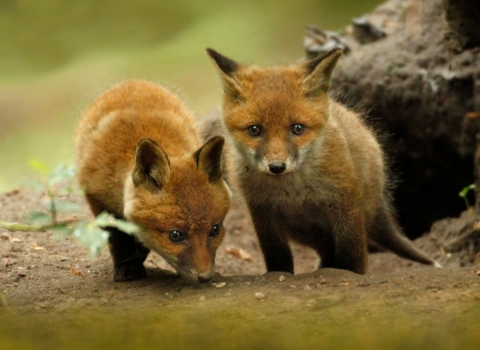Fox cubs copyright Surrey Hills Photography