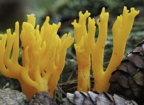 Yellow Stagshorn fungus Calocera viscosa copyright Guy Edwardes/2020VISION
