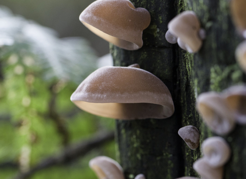 Jelly Ear fungus Auricularia auricula-judae copyright Chris Lawrence