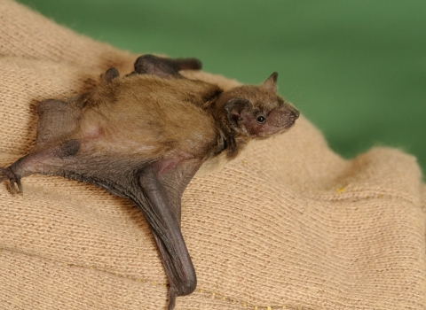 young pipistrelle bat copyright Terry Whittaker/2020VISION