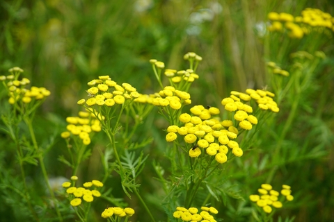 A cluster of yellow flowers on green stems. There are a few insects on the flowers.