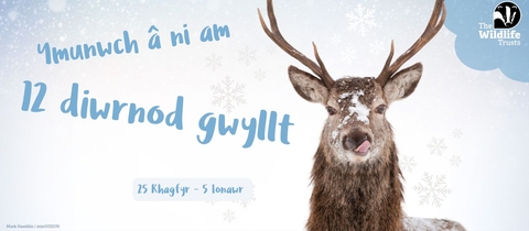 Header for 12 Days Wild showing a stag licking its nose