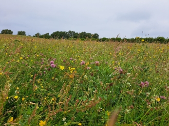 Close-up of a wildflower-rich grassland