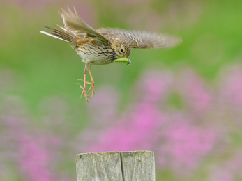 Meadow Pipit with caterpillar in its mouth about to land on a post