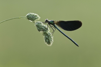 Montgomeryshire dragonfly & damselfly species