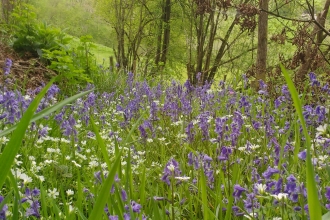 Bluebells & Greater Stitchwort at Cwm y Wydden Nature Reserve