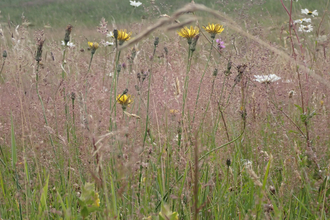 Meadow in Summer