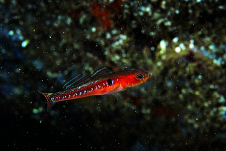 Two spot goby