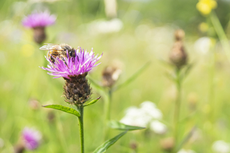 Bee on knapweed