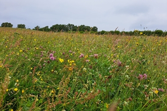 Close-up of a wildflower-rich grassland