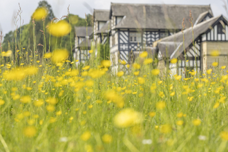 Gregynog Hall with a field of buttercups in the foreground