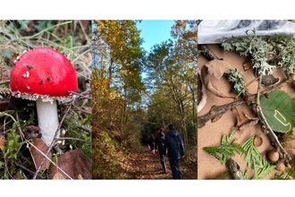 Fungi, flora, people and wildlife, greenwood working