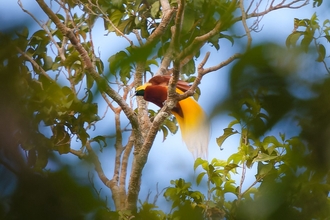 View through leaves of a Lesser Bird of Paradise in a tree, in New Guinea