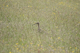 Photograph of a Curlew in a field, taken from a distance