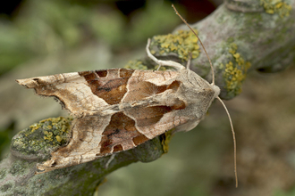 Angle Shades Moth - John Bridges