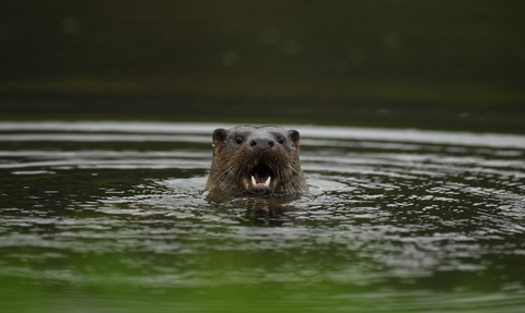 Close-up of otter in the water, its mouth open