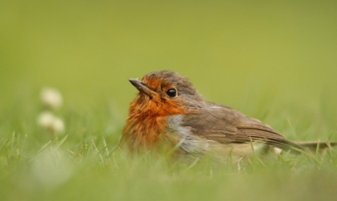 Robin on the floor copyright Tim Hibbert