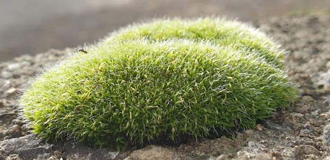 Grass Type Small Plant Moss Grimmia Stock Photo 2337597269