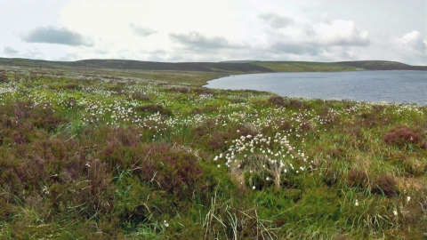 Cottongrass flowering at Glaslyn Nature Reserve