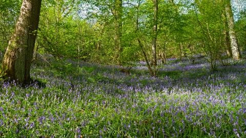 Bluebells at Coed Pendugwm copyright Tamasine Stretton