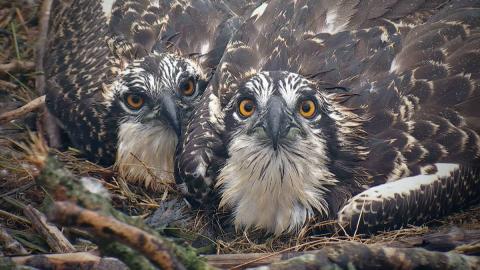 Cywion Gweilch y Dyfi yng Ngwarchodfa Natur Cors Dyfi 2016 © YNM